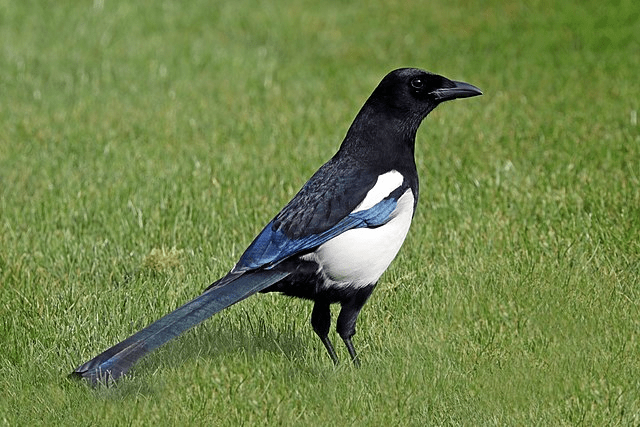 A picture of a magpie